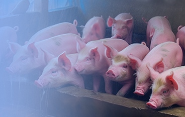  瑞达状（猪。