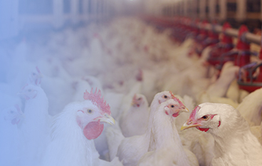  瑞达状（家禽）